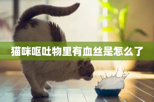 貓咪嘔吐物里有血絲是怎么了