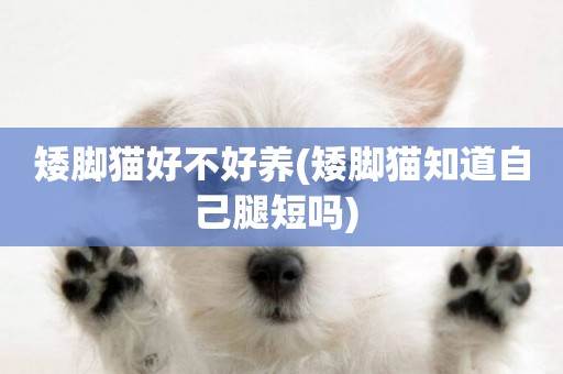 矮腳貓好不好養(矮腳貓知道自己腿短嗎) 
