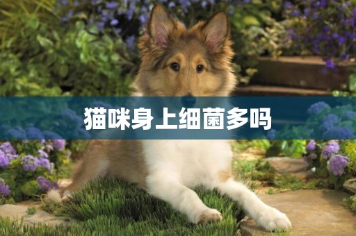 貓咪身上細菌多嗎