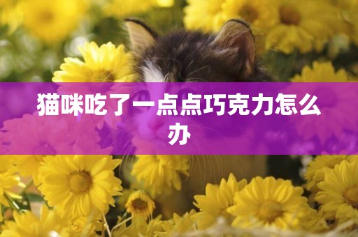 貓咪吃了一點點巧克力怎么辦