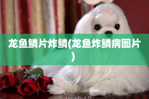 龍魚鱗片炸鱗(龍魚炸鱗病圖片) 