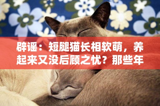 辟謠：短腿貓長相軟萌，養起來又沒后顧之憂？那些年交過的智商稅 