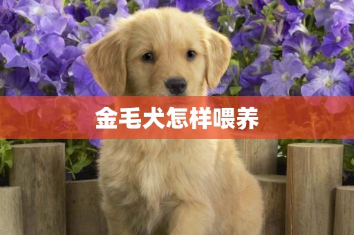 金毛犬怎樣喂養