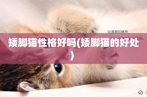 矮腳貓性格好嗎(矮腳貓的好處) 