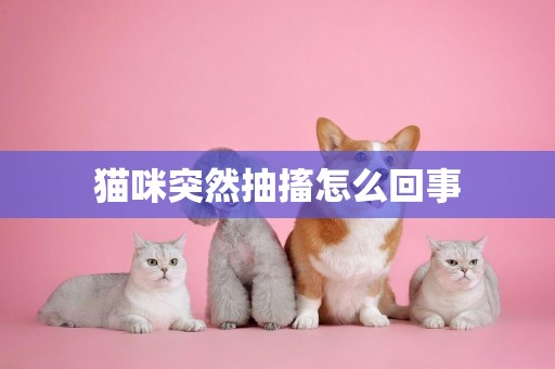 貓咪突然抽搐怎么回事