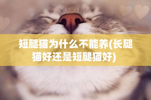 短腿貓為什么不能養(長腿貓好還是短腿貓好) 