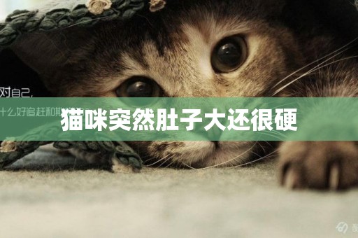 貓咪突然肚子大還很硬