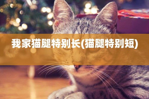 我家貓腿特別長(貓腿特別短) 