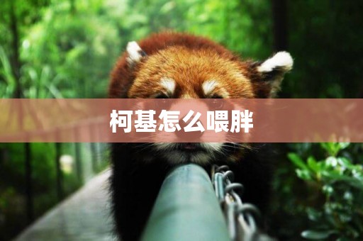 柯基怎么喂胖