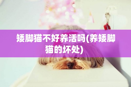 矮腳貓不好養活嗎(養矮腳貓的壞處) 