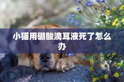 小貓用硼酸滴耳液死了怎么辦