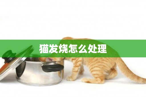 貓發燒怎么處理