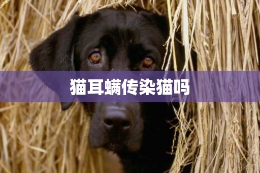 貓耳螨傳染貓嗎