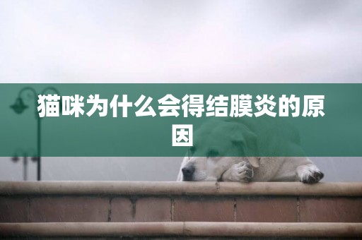 貓咪為什么會得結膜炎的原因