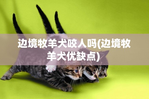 邊境牧羊犬咬人嗎(邊境牧羊犬優缺點) 