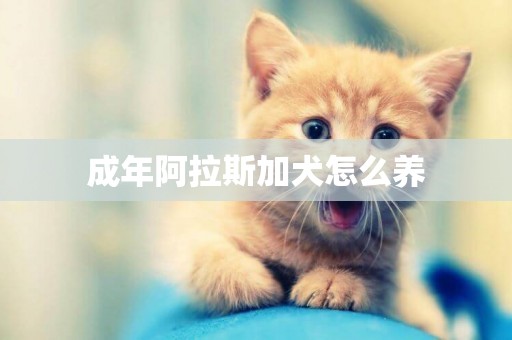 成年阿拉斯加犬怎么養