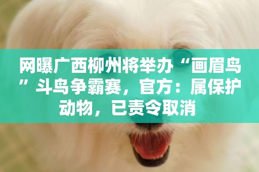 網曝廣西柳州將舉辦“畫眉鳥”斗鳥爭霸賽，官方：屬保護動物，已責令取消 