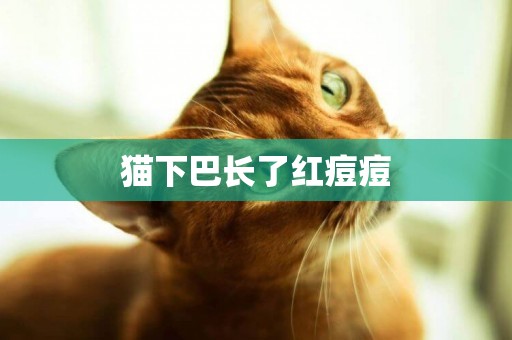 貓下巴長了紅痘痘