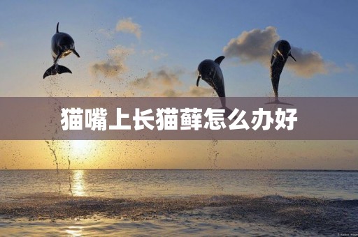 貓嘴上長貓蘚怎么辦好