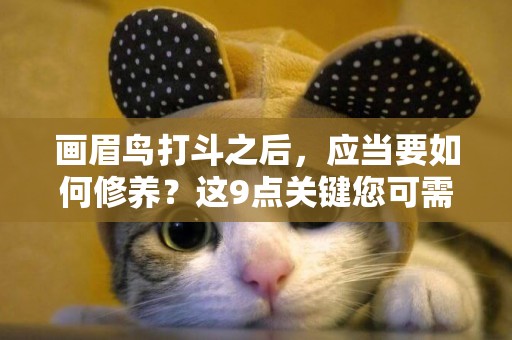 畫眉鳥打斗之后，應當要如何修養？這9點關鍵您可需了解（上篇） 