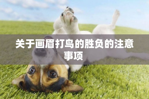 關于畫眉打鳥的勝負的注意事項 
