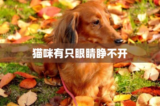 貓咪有只眼睛睜不開