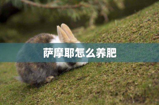 薩摩耶怎么養肥