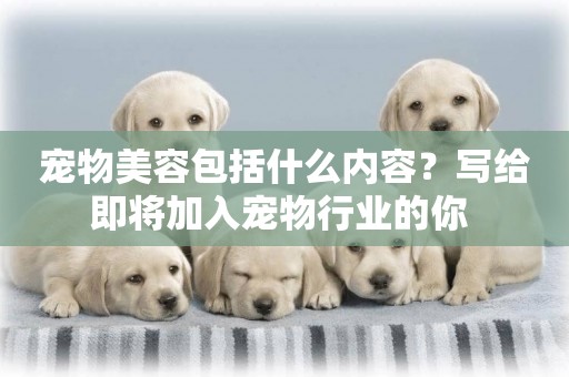 寵物美容包括什么內容？寫給即將加入寵物行業的你 