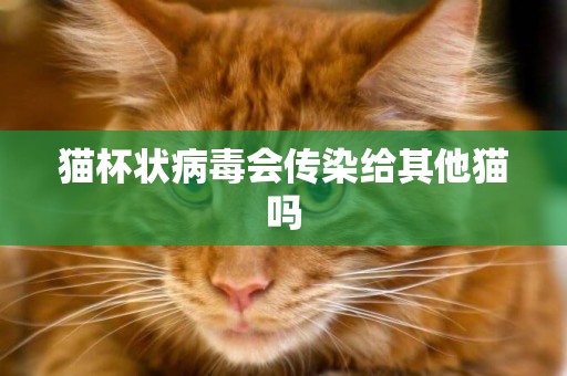 貓杯狀病毒會傳染給其他貓嗎