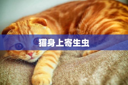 貓身上寄生蟲