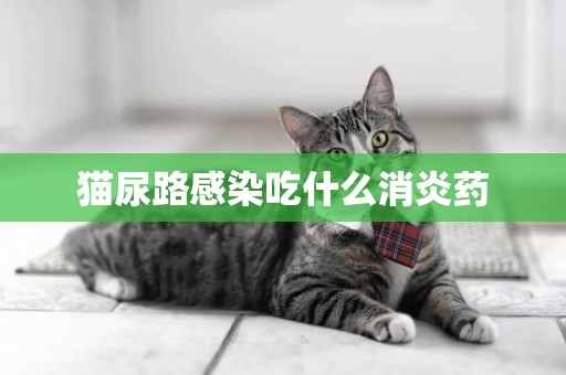 貓尿路感染吃什么消炎藥