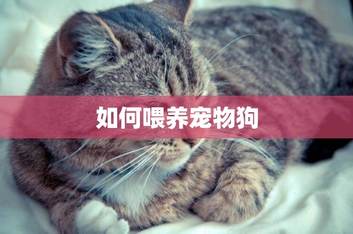 如何喂養寵物狗