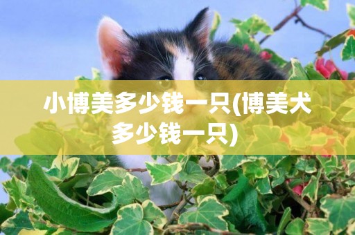 小博美多少錢一只(博美犬多少錢一只) 