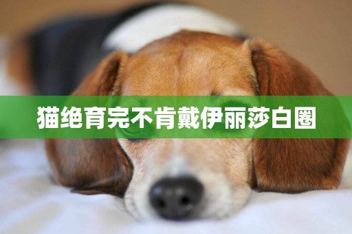 貓絕育完不肯戴伊麗莎白圈