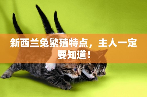新西蘭兔繁殖特點，主人一定要知道！