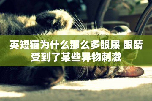 英短貓為什么那么多眼屎 眼睛受到了某些異物刺激