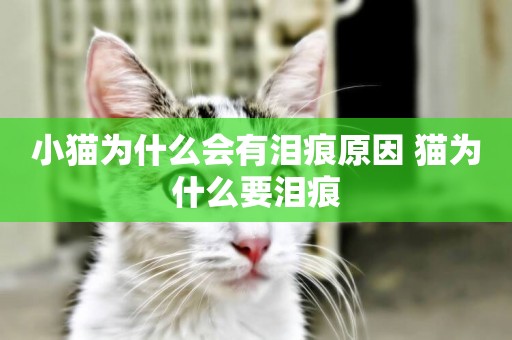 小貓為什么會有淚痕原因 貓為什么要淚痕