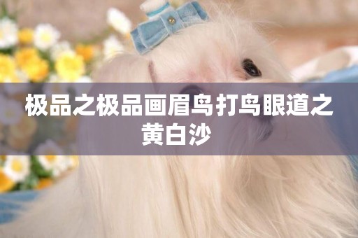 極品之極品畫眉鳥打鳥眼道之黃白沙 