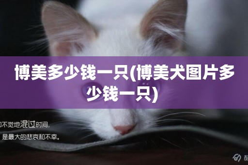 博美多少錢一只(博美犬圖片多少錢一只) 