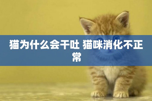貓為什么會干吐 貓咪消化不正常
