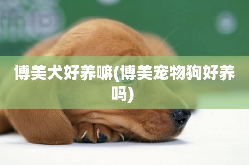 博美犬好養嘛(博美寵物狗好養嗎) 