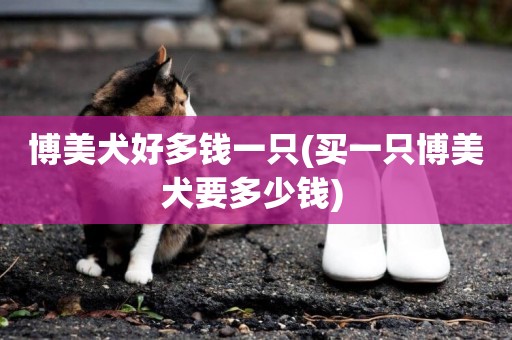 博美犬好多錢一只(買一只博美犬要多少錢) 