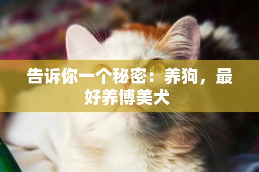 告訴你一個秘密：養狗，最好養博美犬 