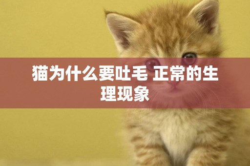 貓為什么要吐毛 正常的生理現象