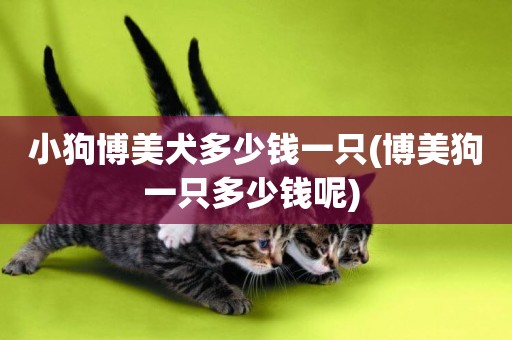 小狗博美犬多少錢一只(博美狗一只多少錢呢) 
