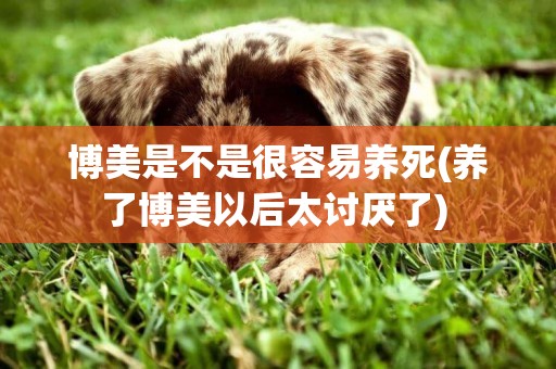 博美是不是很容易養死(養了博美以后太討厭了) 