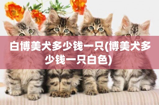 白博美犬多少錢一只(博美犬多少錢一只白色) 