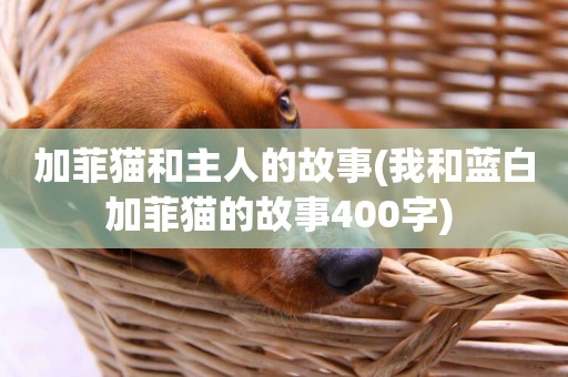 加菲貓和主人的故事(我和藍白加菲貓的故事400字) 