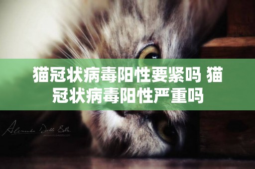 貓冠狀病毒陽性要緊嗎 貓冠狀病毒陽性嚴重嗎