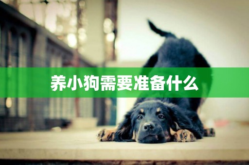 養小狗需要準備什么